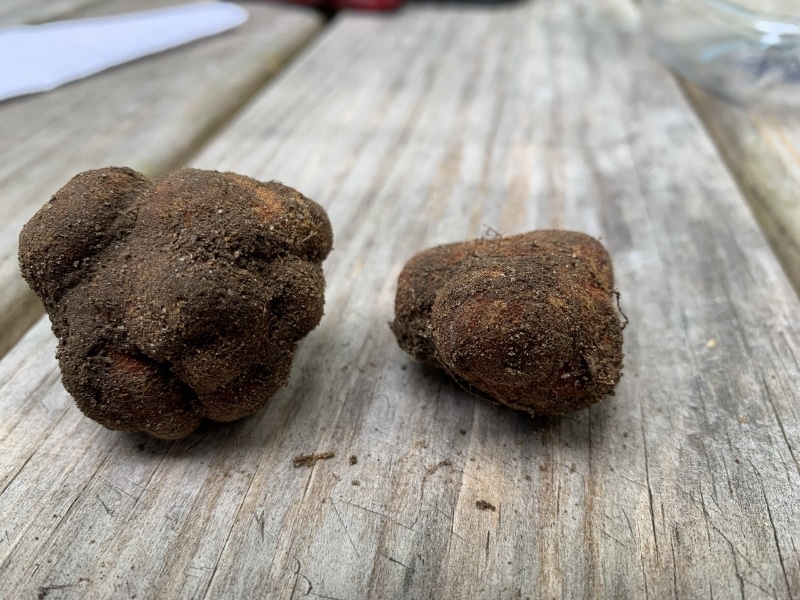 Tuber canaliculatum
