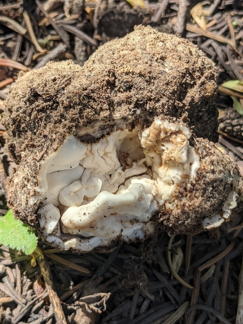 Geopora cooperi