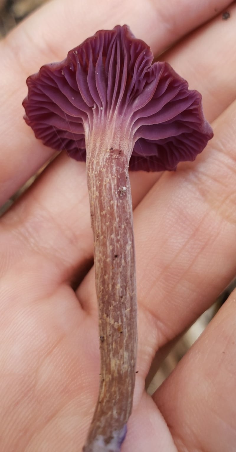 Laccaria amethystina