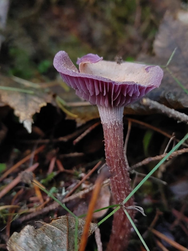 Laccaria amethysteo-occidentalis
