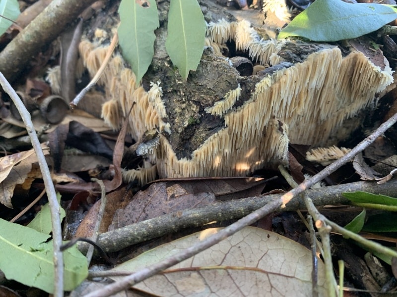 Radulomyces copelandii