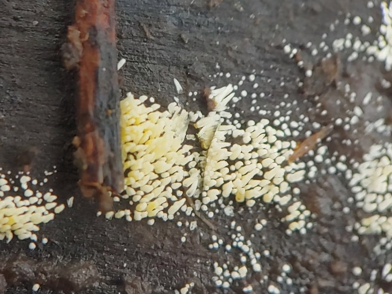 Mucronella flava