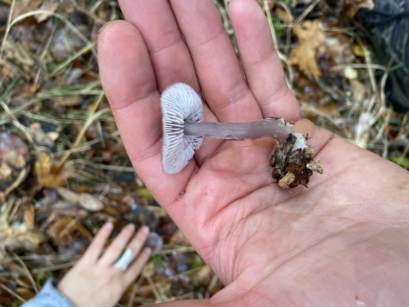 Mycena pura