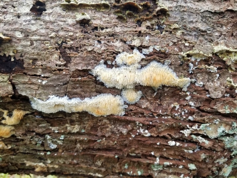 Radulomyces copelandii