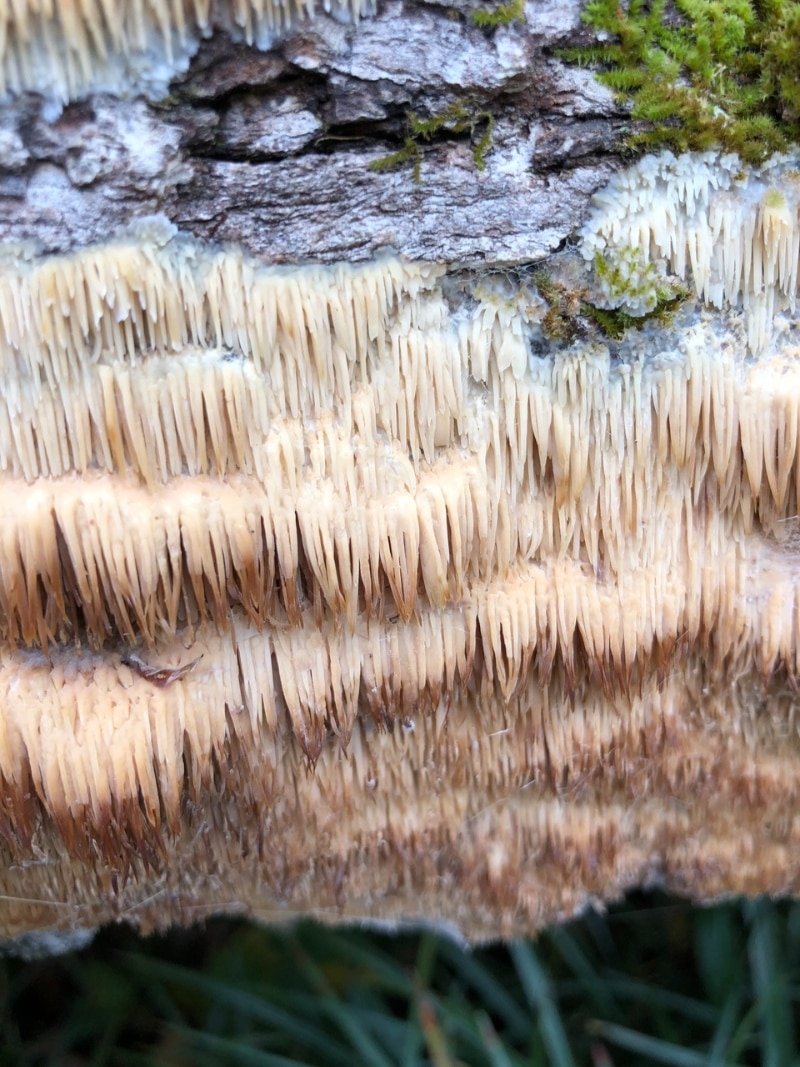 Radulomyces