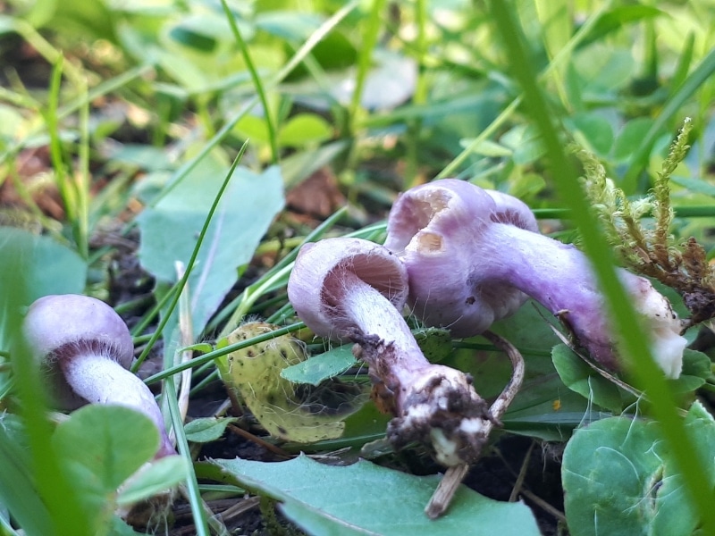 Inocybe lilacina