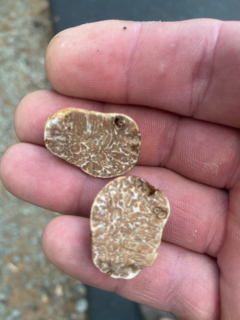 Tuber lyonii