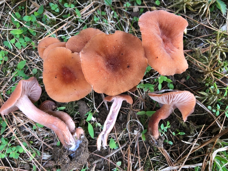 Laccaria laccata