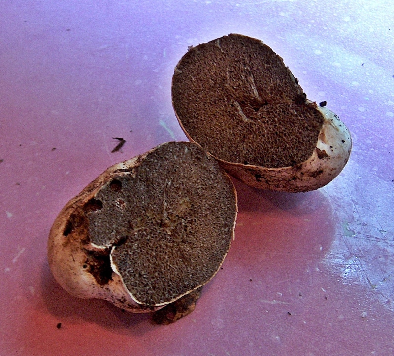 Hymenogaster subalpinus