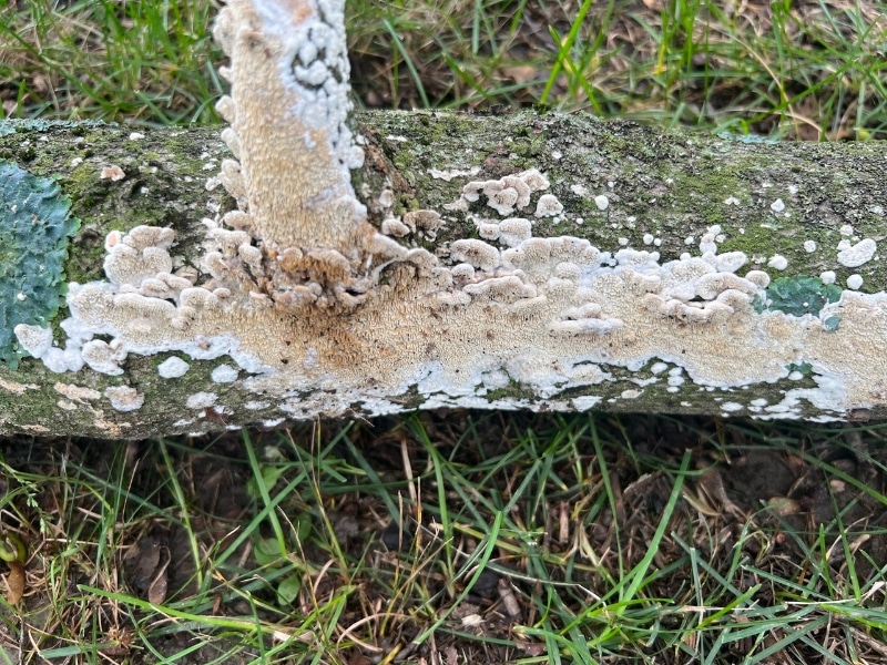 Basidioradulum radula