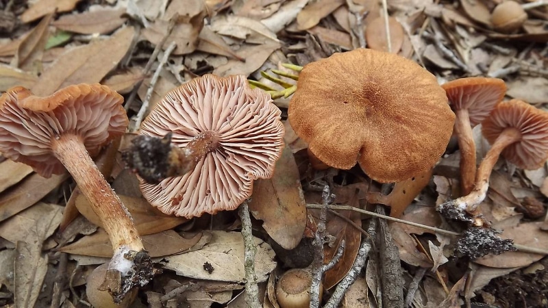 Laccaria vinaceobrunnea
