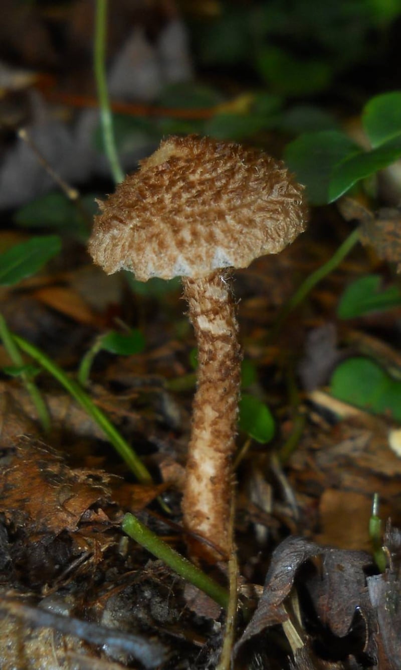 Inocybe hystrix