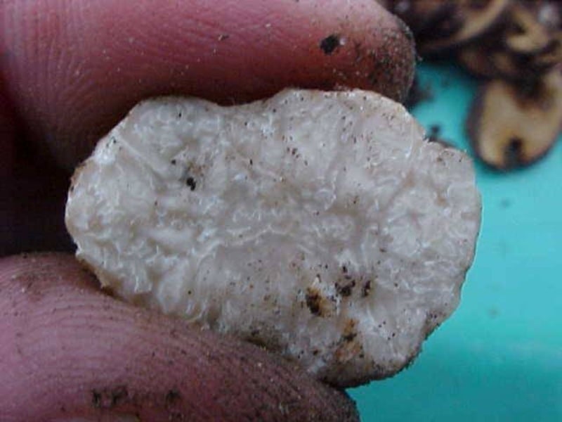 Tuber oregonense