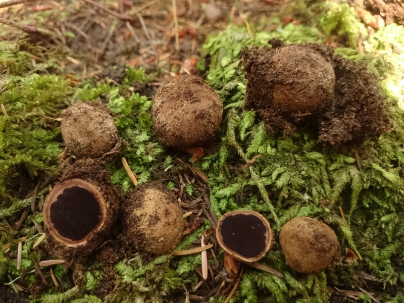 Elaphomyces granulatus