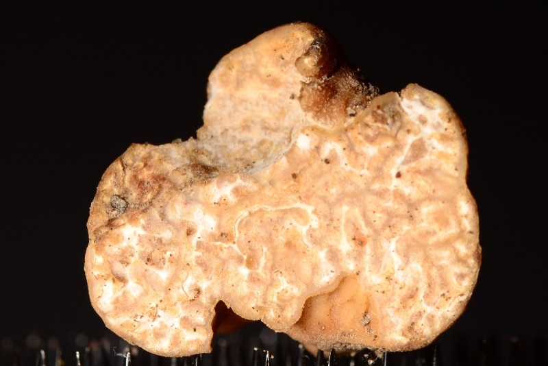 Tuber cumberlandense