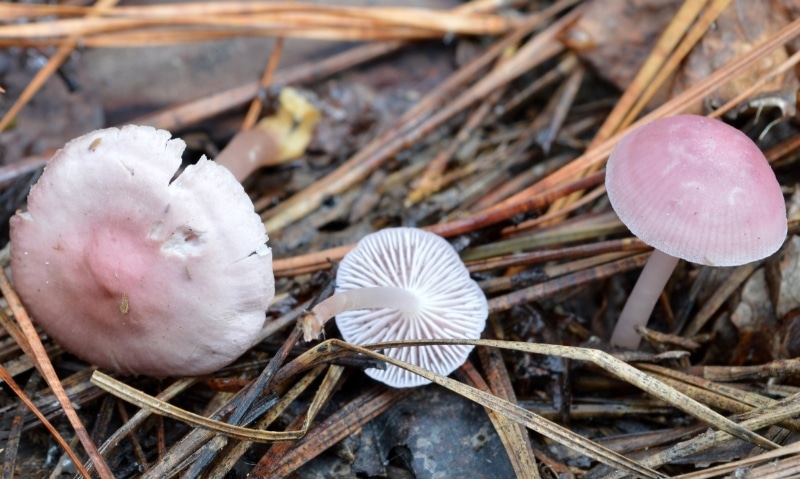 Inocybe lilacina