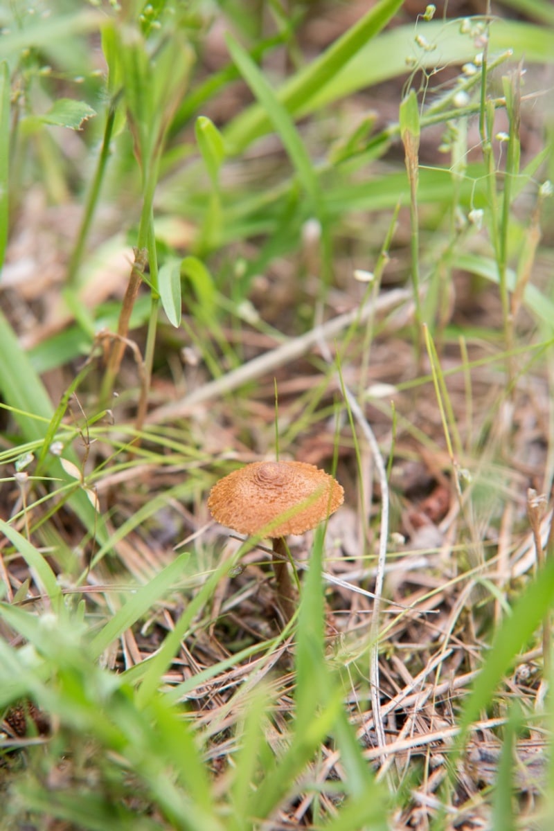 Inocybe calospora