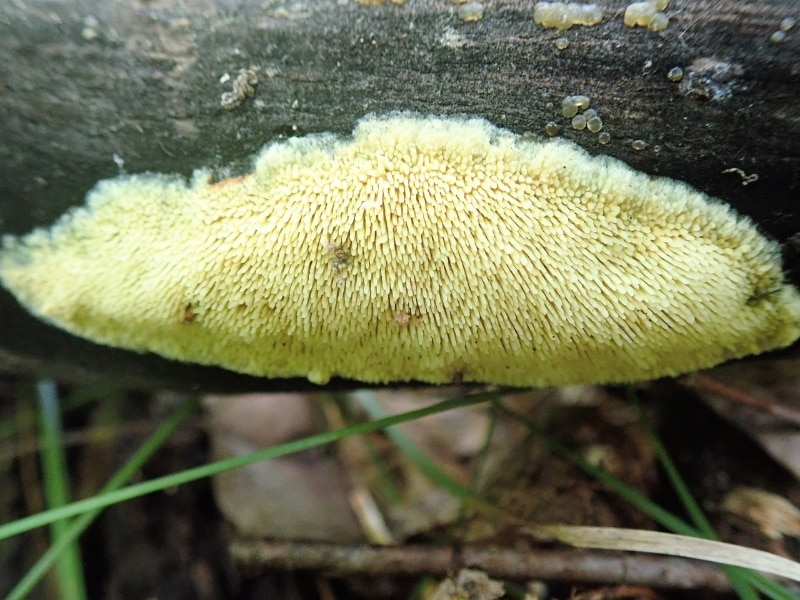 Sarcodontia amplissima