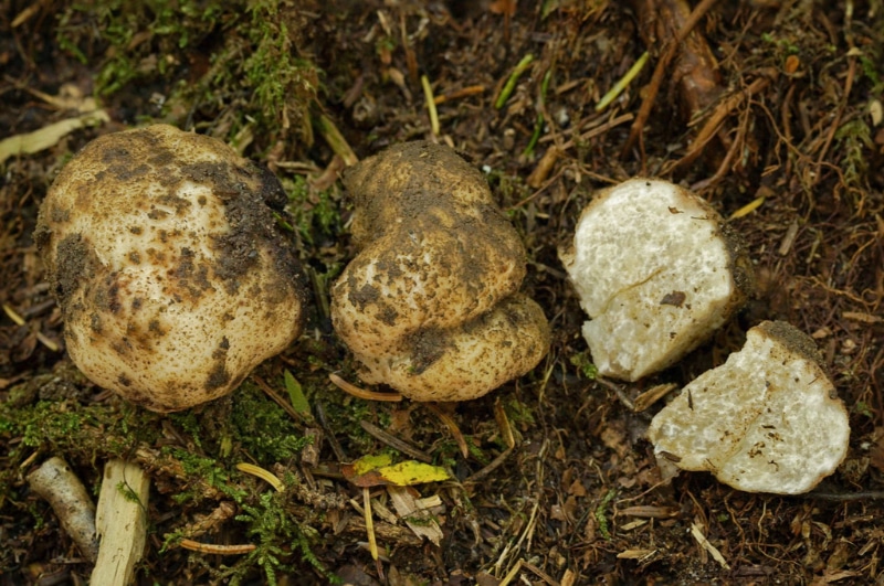 Imaia kuwohiensis