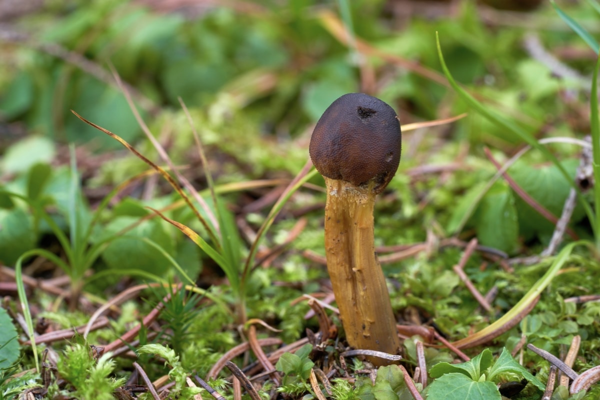 Tolypocladium capitatum