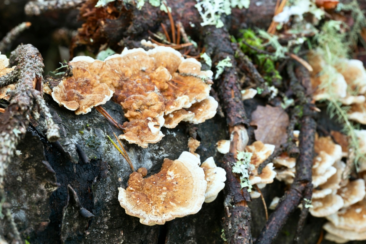 Trametes ochracea
