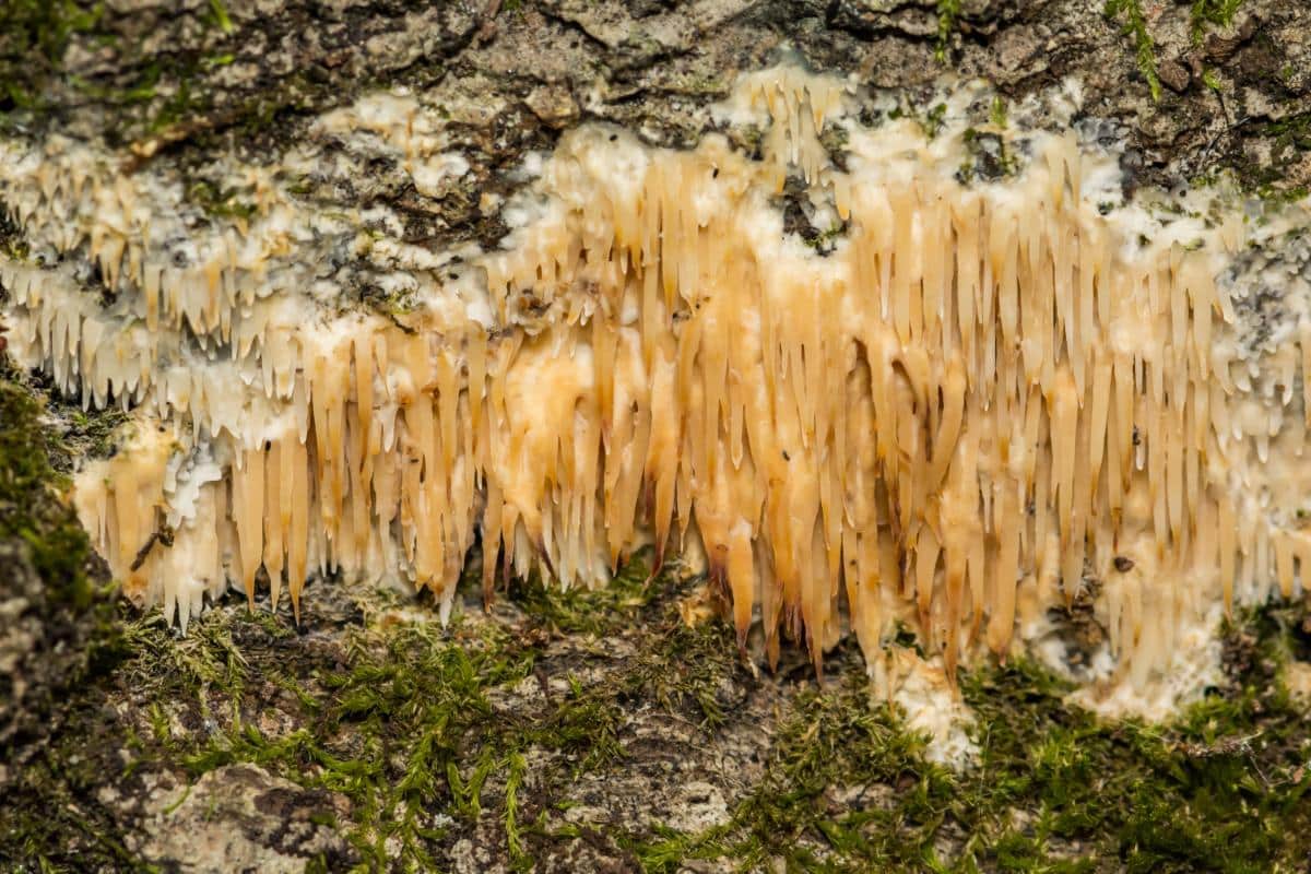 Radulomyces copelandii
