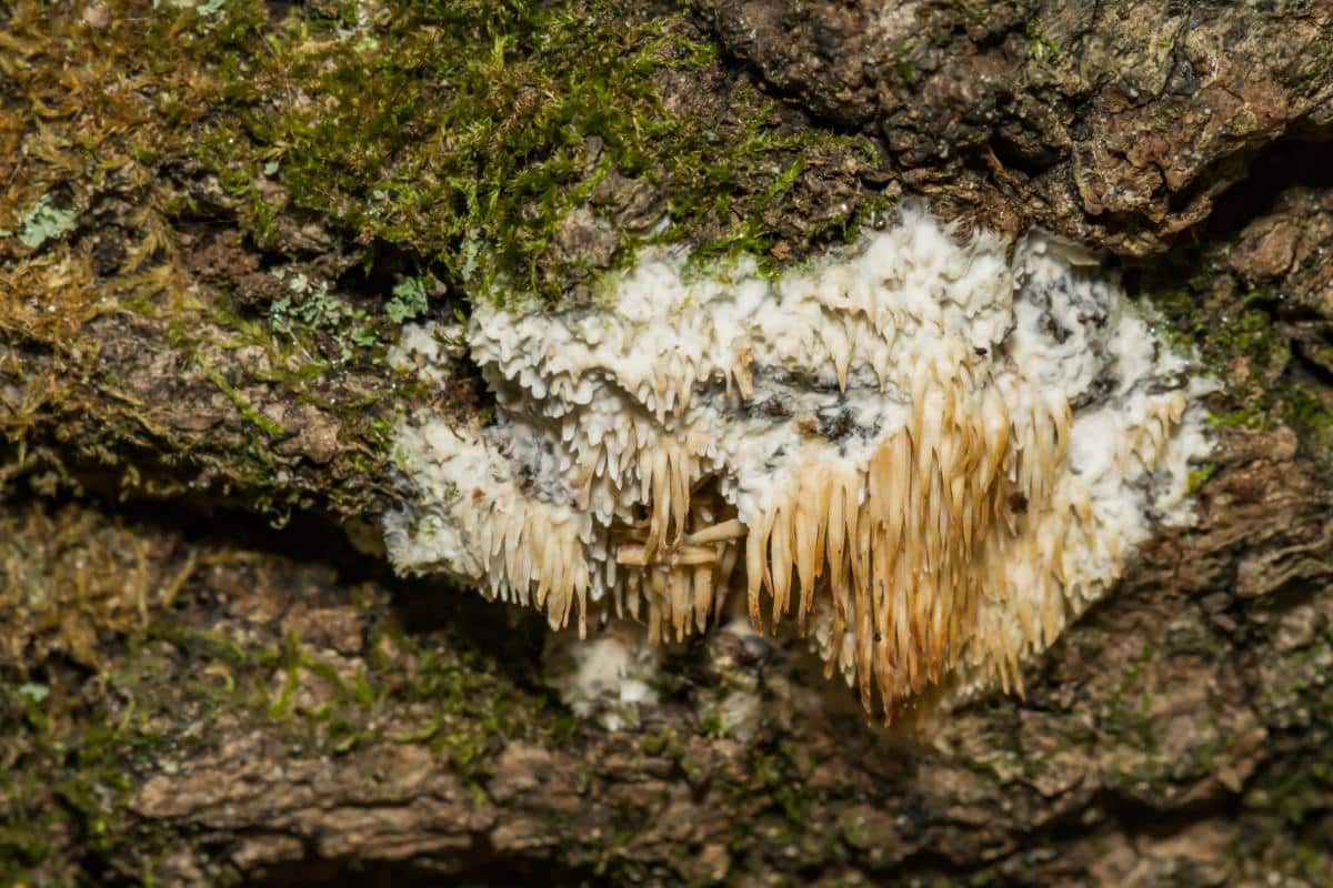asian beauty fungus