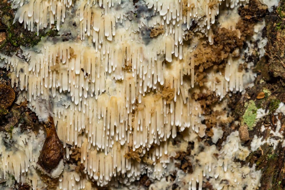 Asian beauty fungus
