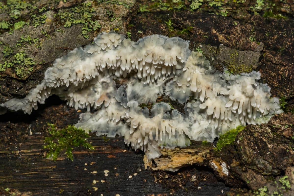 Radulomyces copelandii