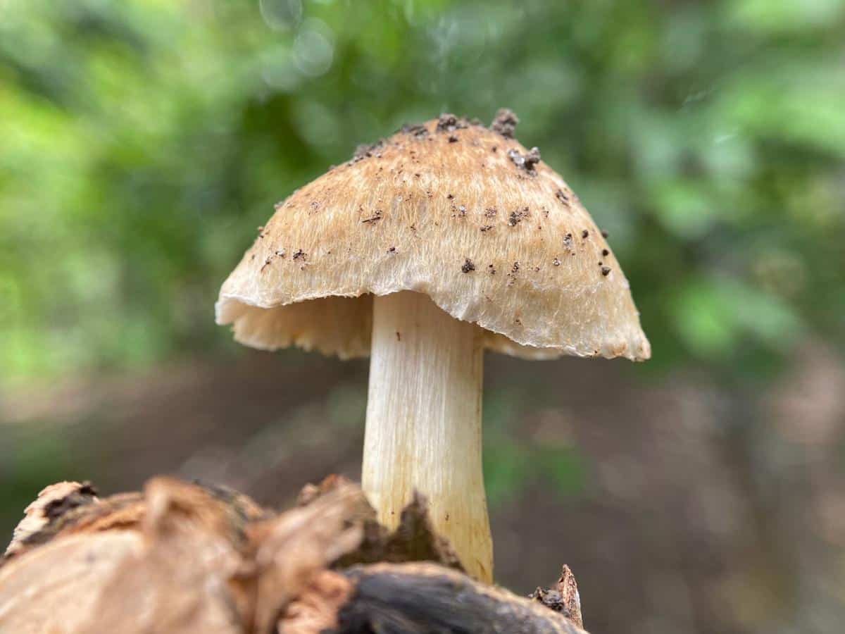 split fibercap fungus
