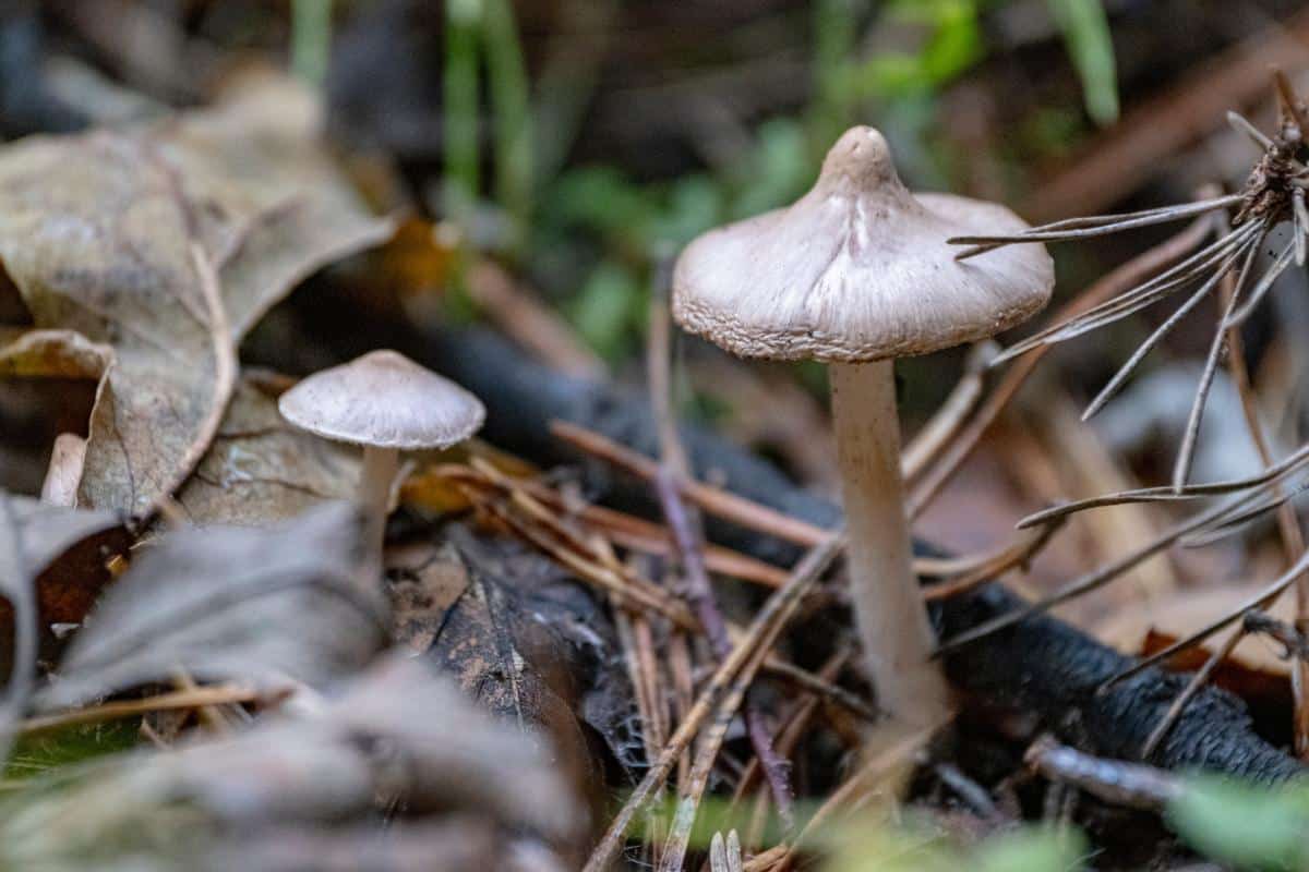Inocbye fungi