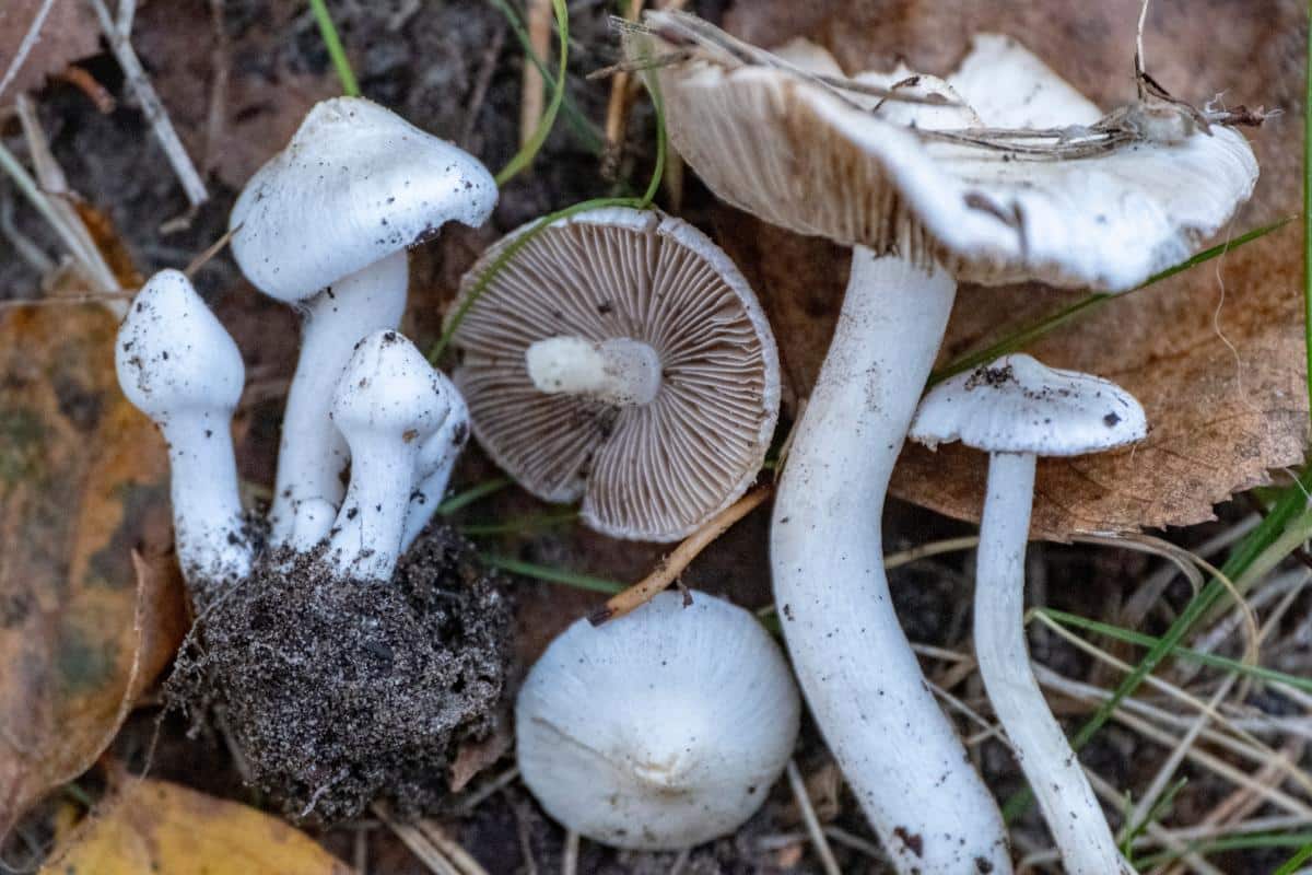 white fiber cap inocybe