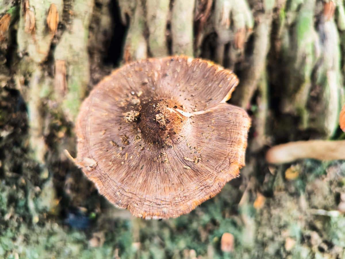 cap of inocbye