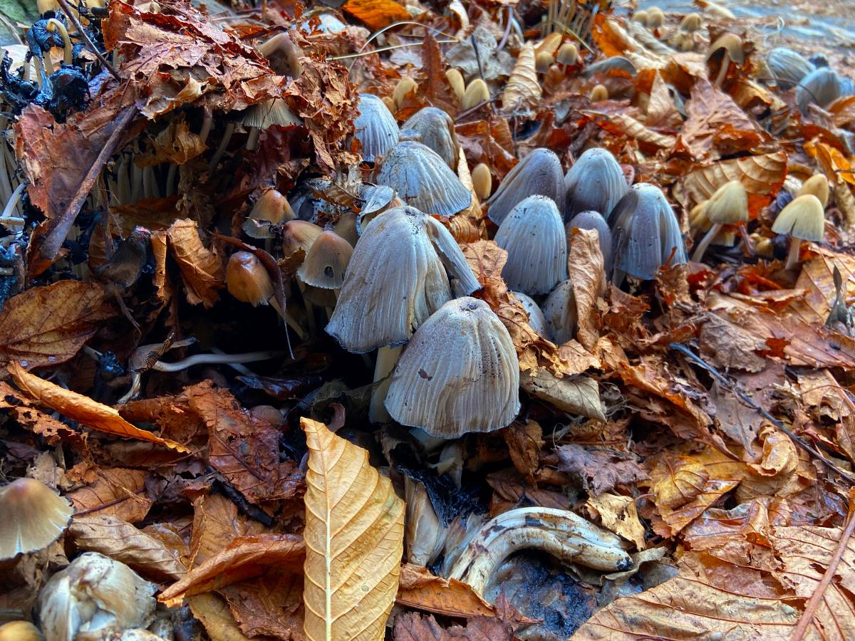 group of inocybe fungi