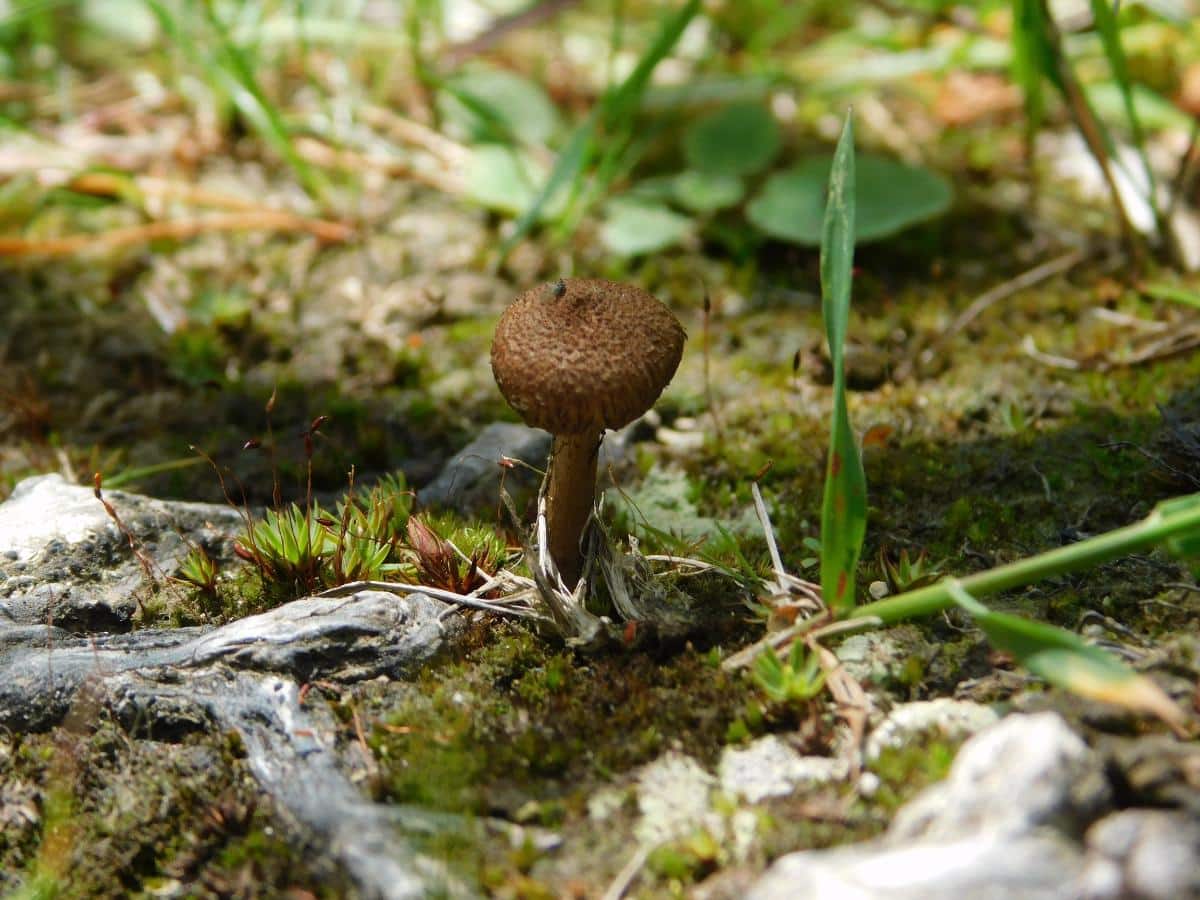 torn fiber cap mushroom
