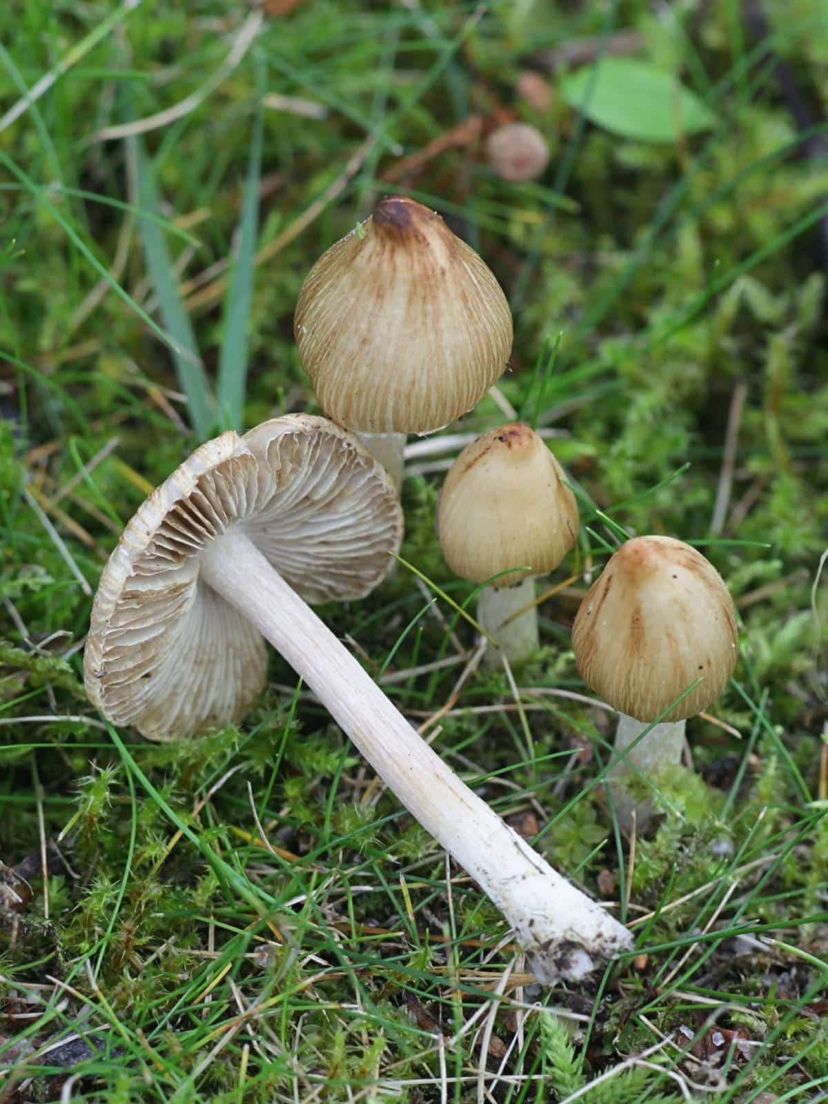 Inocybe fiber cap mushroom