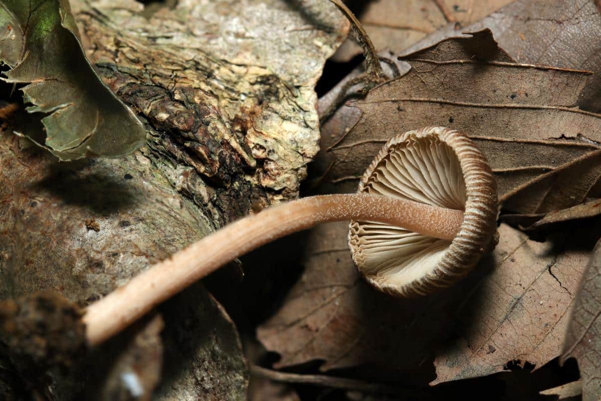 Inocybe mushrooms