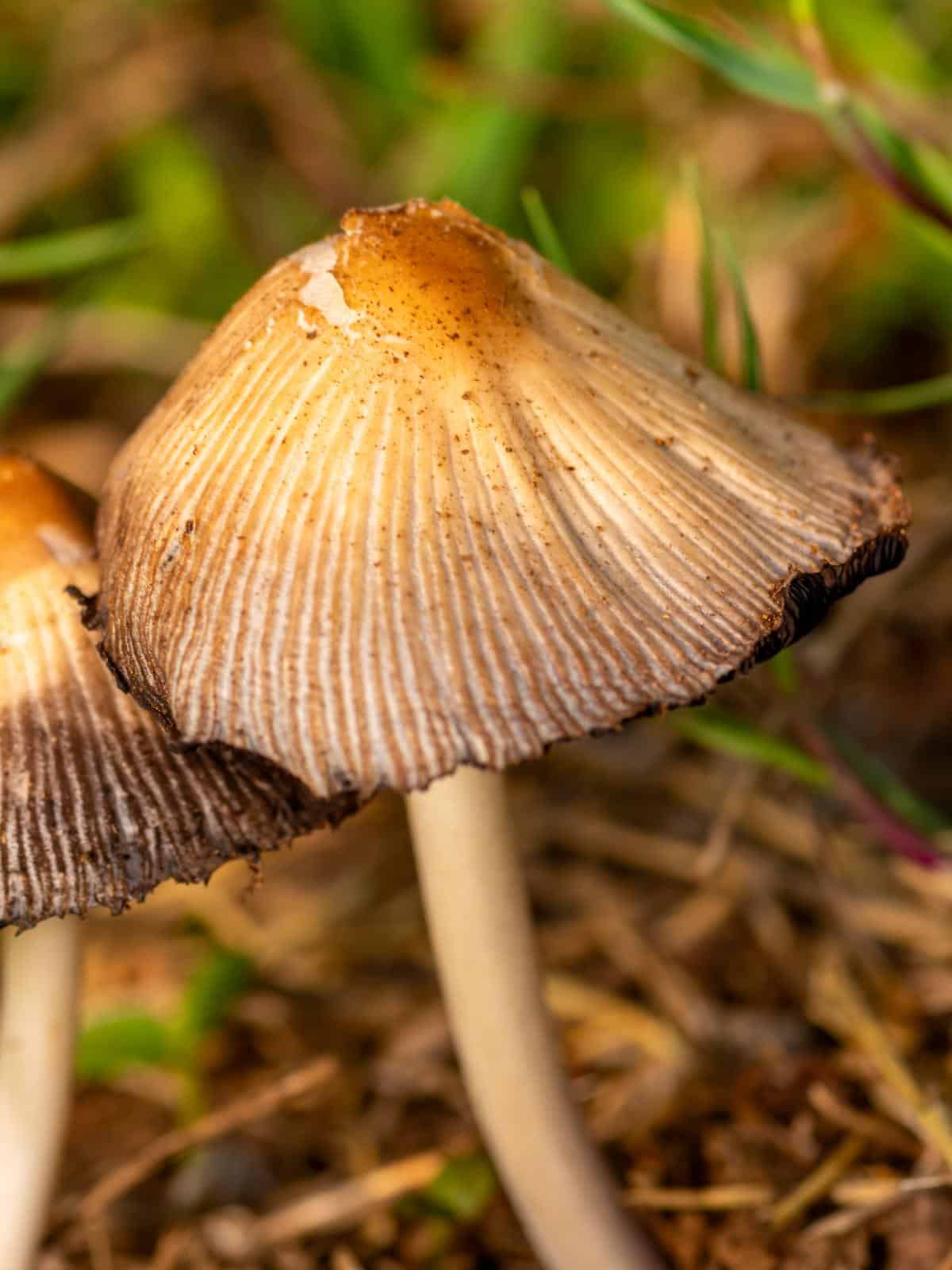 inocybe