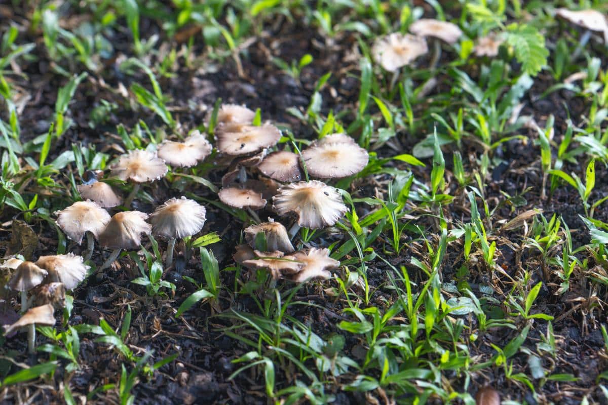 clustered growing of Inocybe
