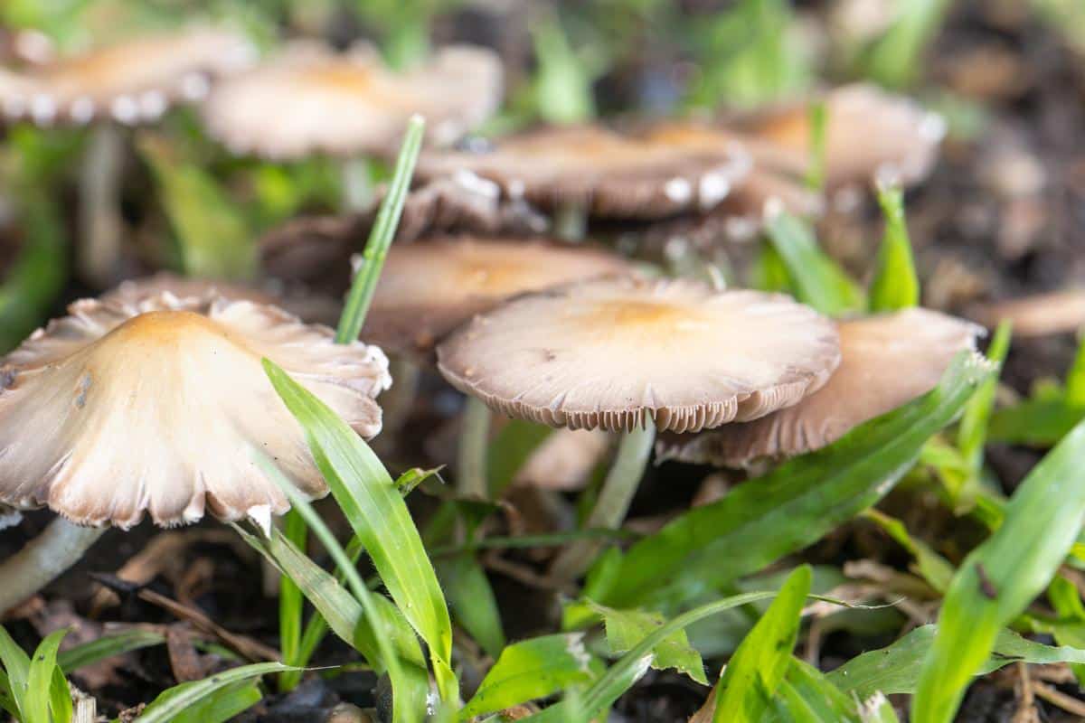 close up cap Inocybe