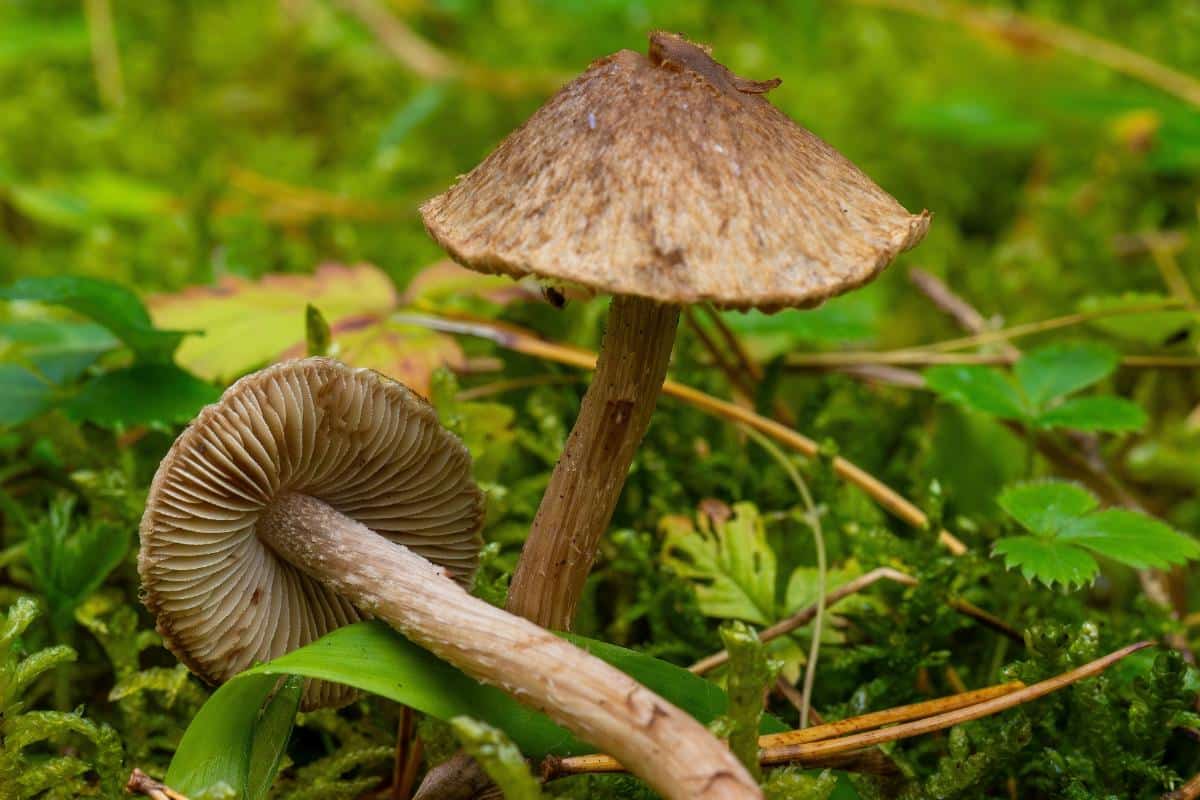 inocybe fibercap