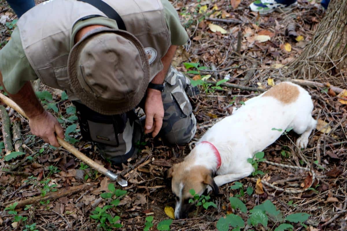 truffle dog hunting
