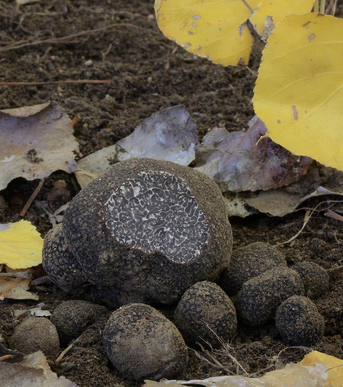 truffle interior marbling