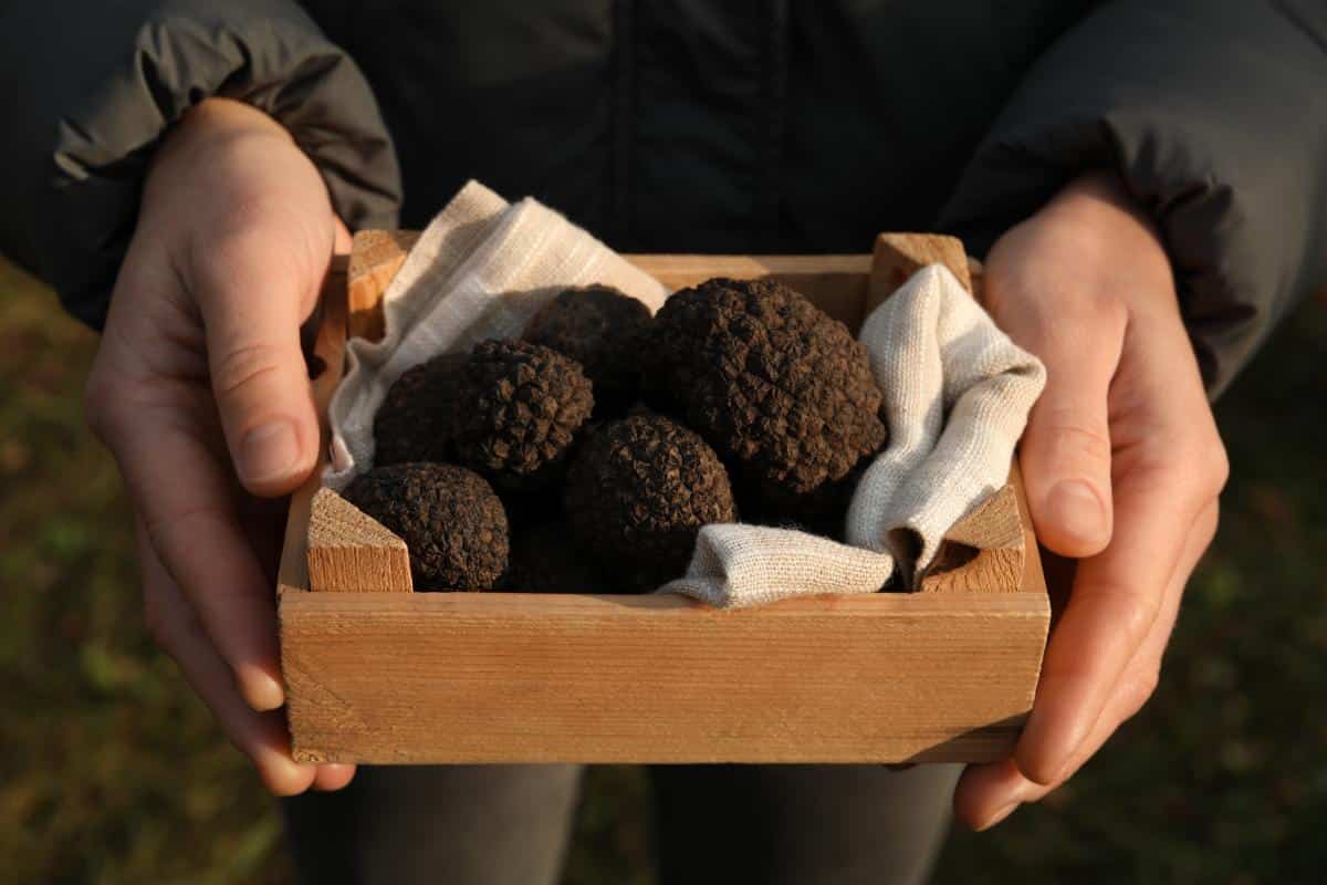 truffle mushroom fungi in a box
