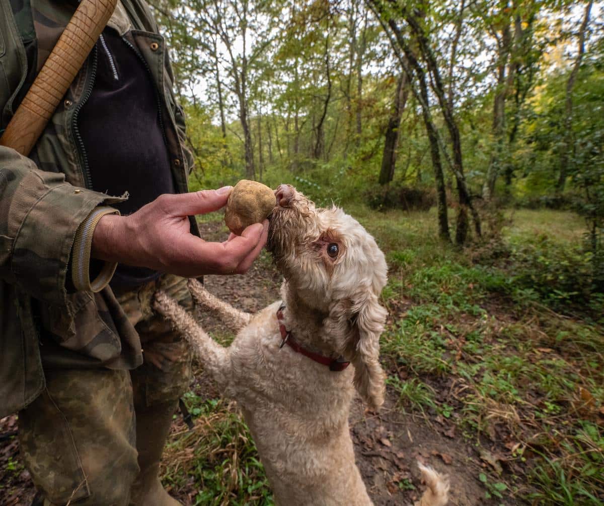 dog truffle fungi hunting