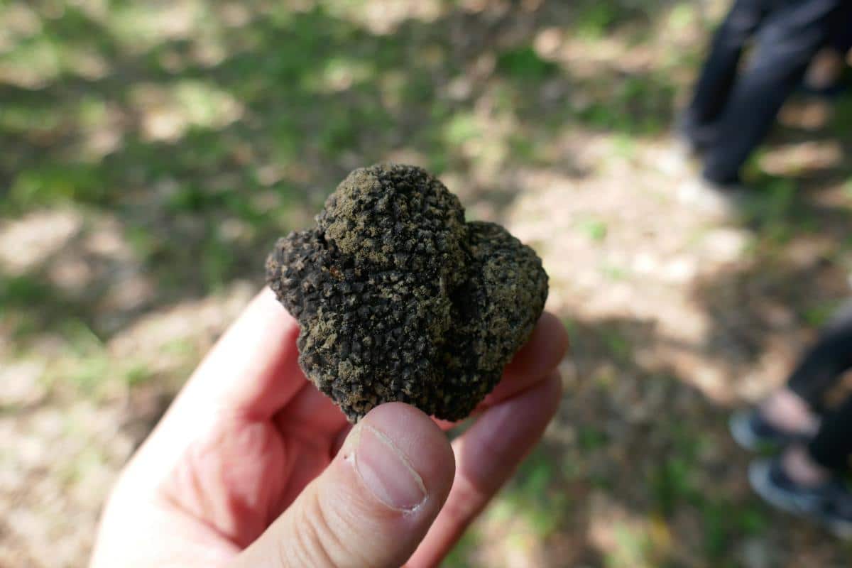single truffle in hand