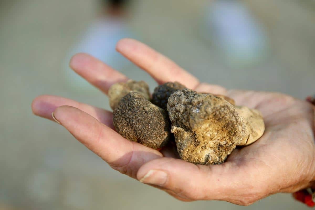 handful of white truffles, tuber