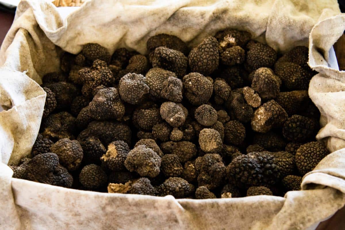 box of truffle fungus