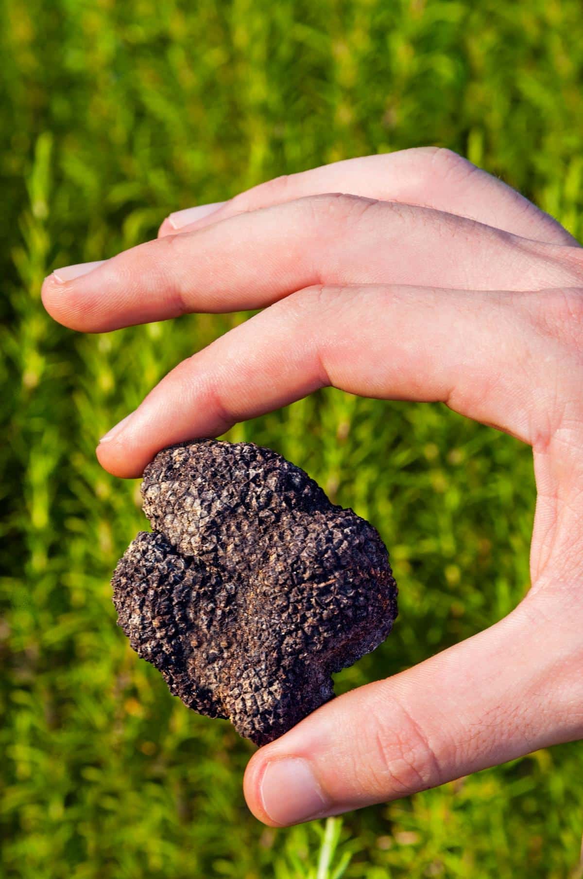 single black truffle fungi
