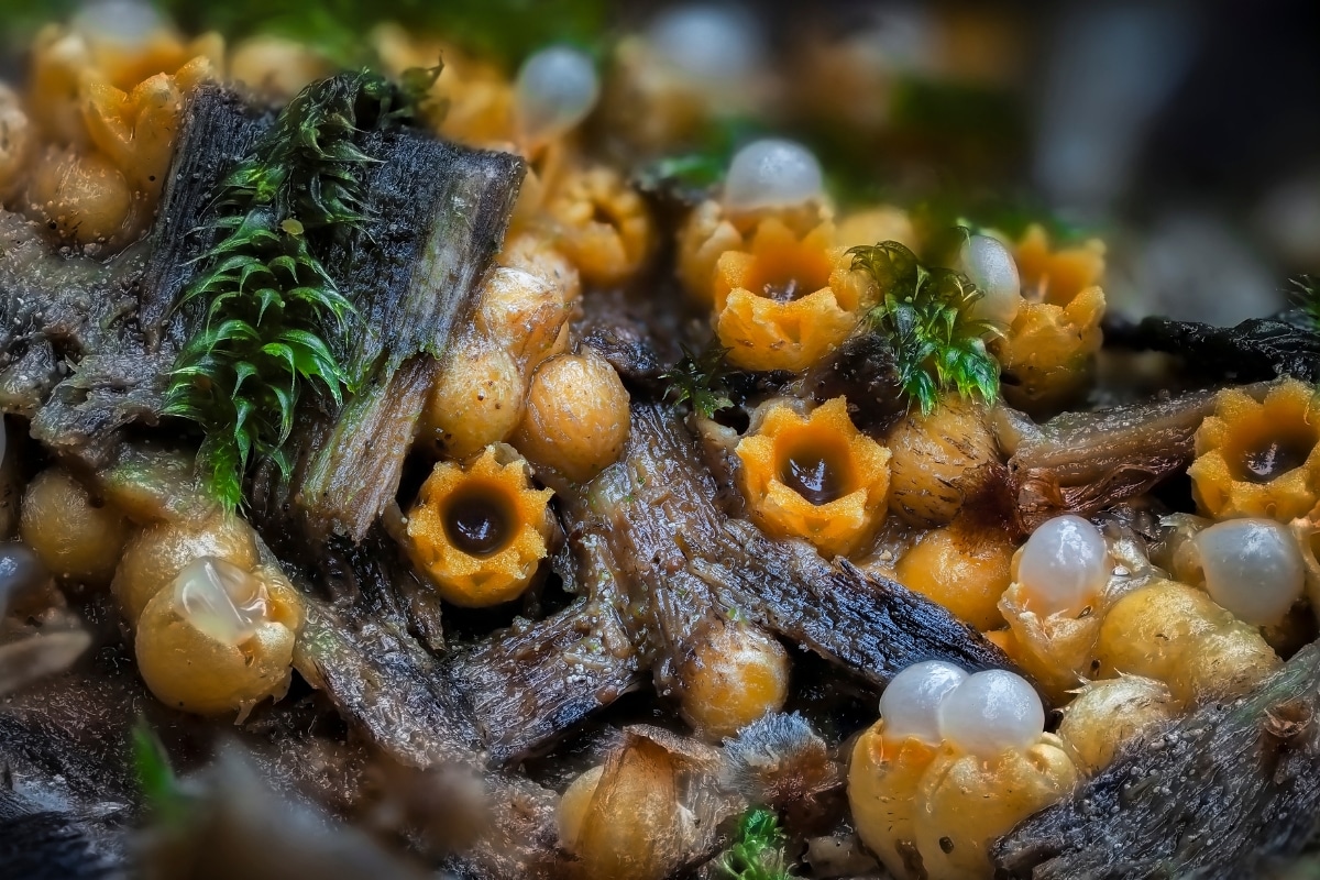 shotgun fungus spores